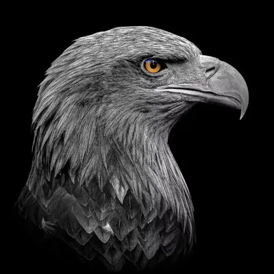 Eagle profile