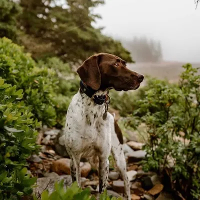 East Coastin Dogs profile