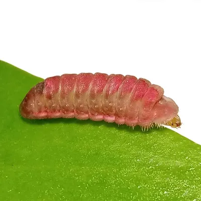 Lepidoptera in East Java profile