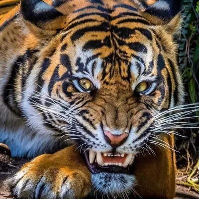 Tigris Pantheraš
profile