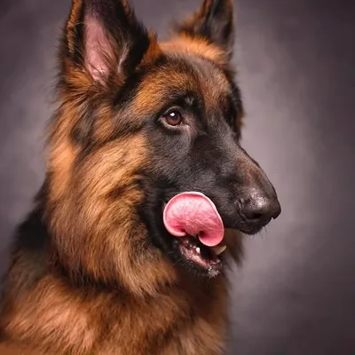 Eddie Germansheperd profile