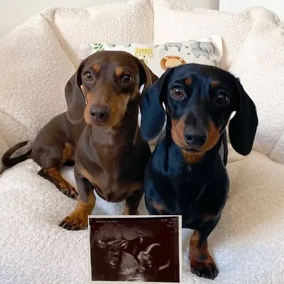 Eddie & Mollie profile