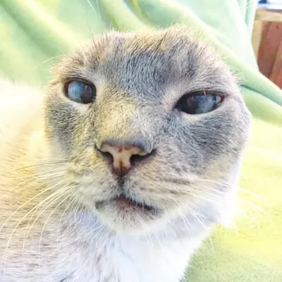 Eddie the Lilac Lion’s Legacy profile