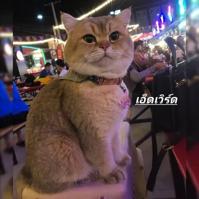 เอ็ดเวิร์ด แมวนักเดินทาง profile