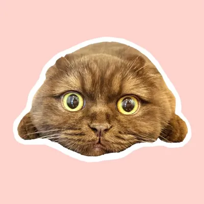 ๐ฅ๐๐๐ ๐๐๐๐๐๐๐๐๐ ๐๐๐๐๐๐๐๐ ๐ต๐๐๐ profile