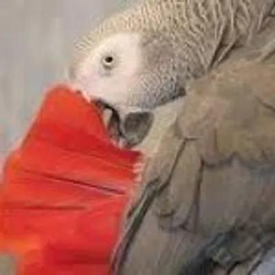 Einstein Talking Texan Parrot profile