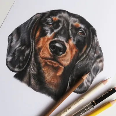 Pet Portraits profile