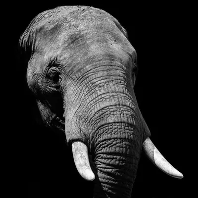 Elephant love profile