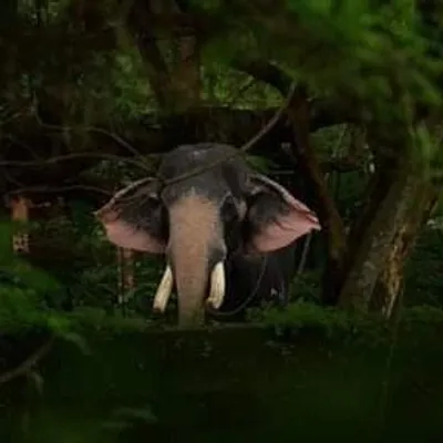 Elephant_Lover's profile