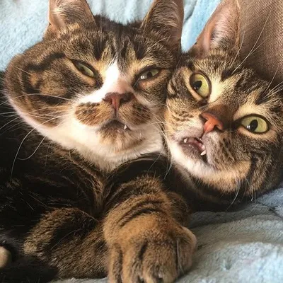 Elfie & Gimli profile