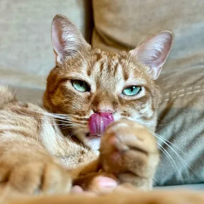 El Gato Freddie | Original e inigualable profile