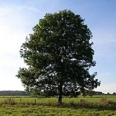 E Page profile