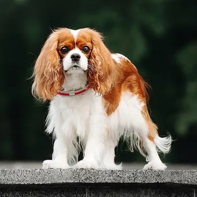 🎀Ellie🎀 profile