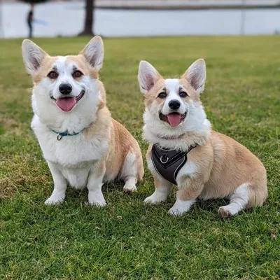 Eloise and Lilikoi profile