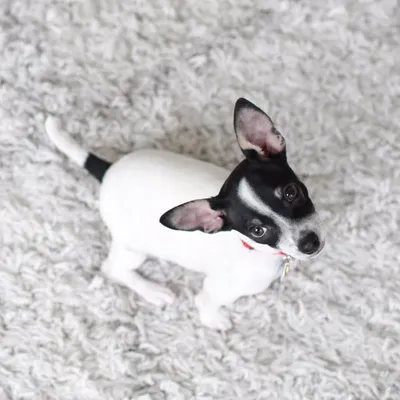 Elvis the Jack-Chi 🦴 profile