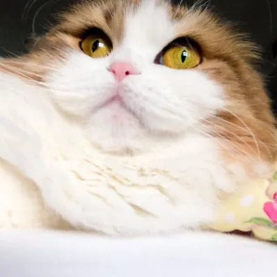 Emily the scottish fold cat profile