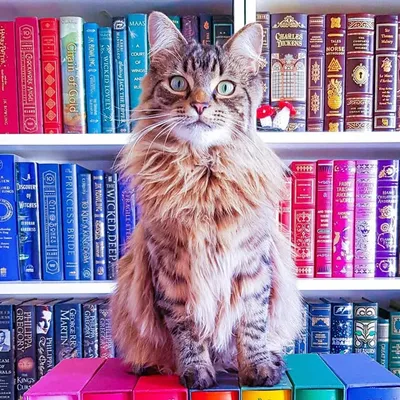 Enchanted Bookshelf profile