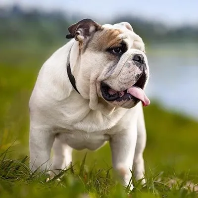 English bulldogs, pups, dogs profile