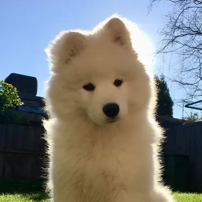 Enzo’s Adventures ⭐️ profile