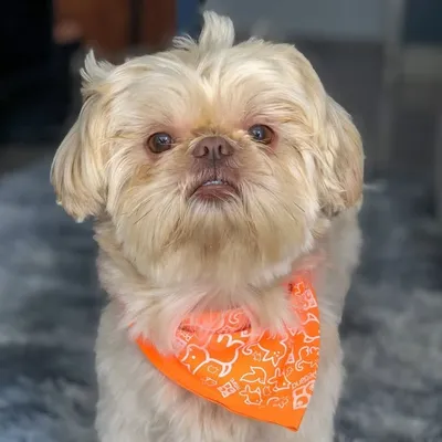Enzo profile