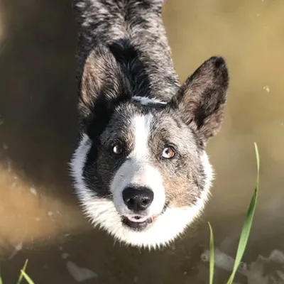 Welsh Corgi Cardigans profile