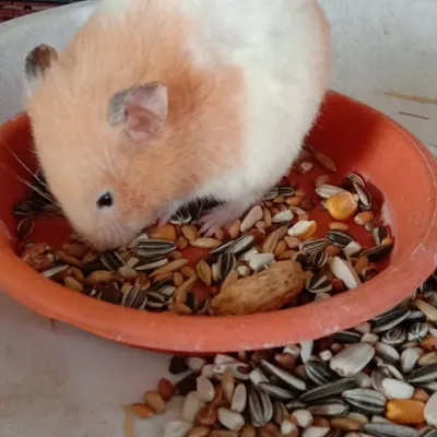 Erma Zamri profile