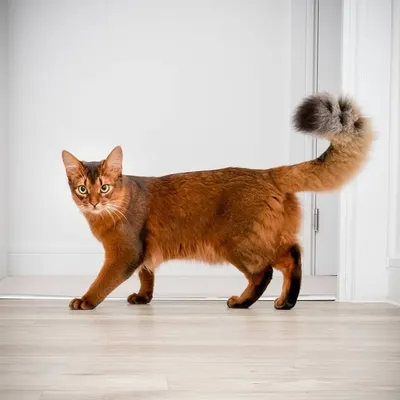 Errol the Somali Cat 🦊