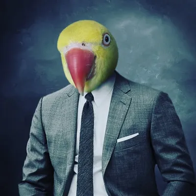 Erwin The Indian Ringneck profile