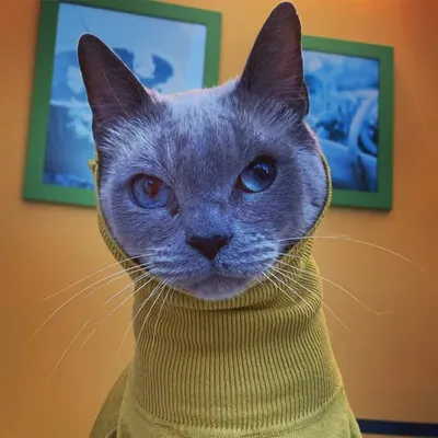 Espion 😻 profile