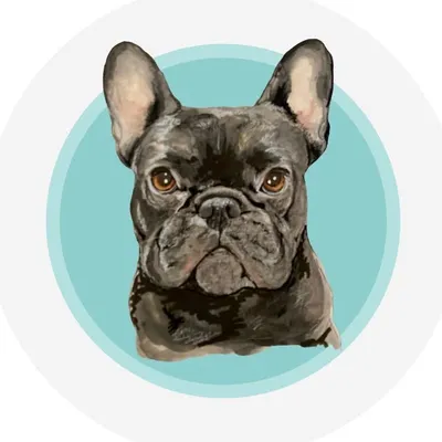 Eugene | French Bulldog profile