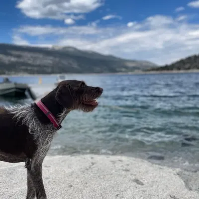 Packofrescues profile