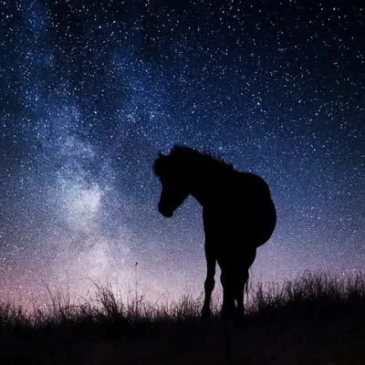 Horse Photography profile