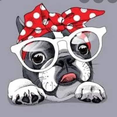 Evcil Pet Blog | evcilpet.com profile
