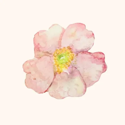 ๐ธ Eveliina Vintage ๐ธ profile