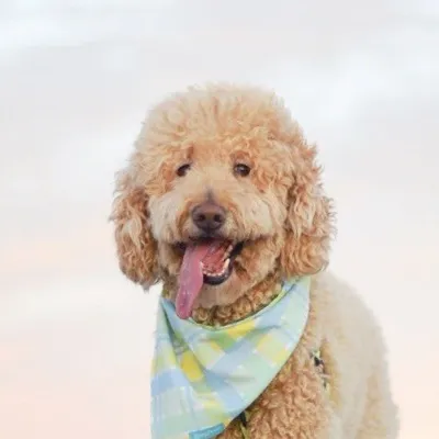 Kramer profile
