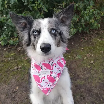 Evie ~ Dog ~ Lake District profile