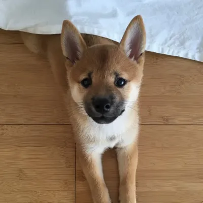 Fuji Shiba Inu Puppy profile