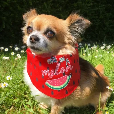 Evie the Chihuahua profile