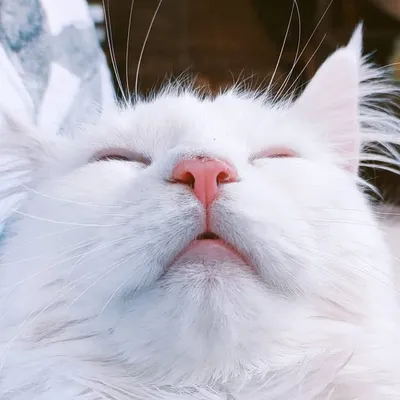 FoxyKittyWolfie ๐ฆ๐ฑ๐บ profile