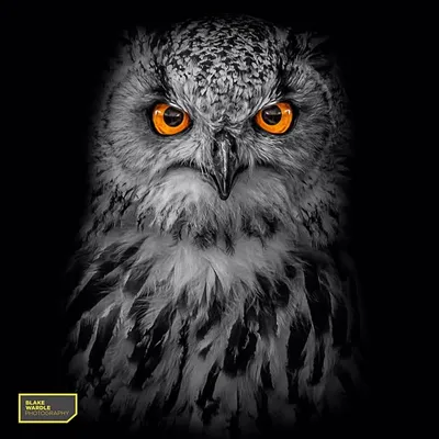 I LOVE ANIMALS profile