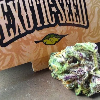 Exotic Seed profile