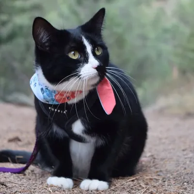 Quandary Q profile