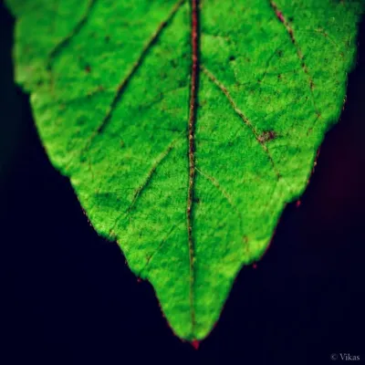 .V. profile