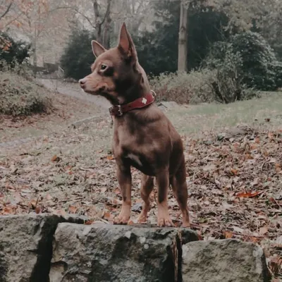 DOGS | FASHION | LIFESTYLE profile