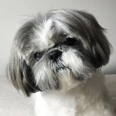 Puchi profile