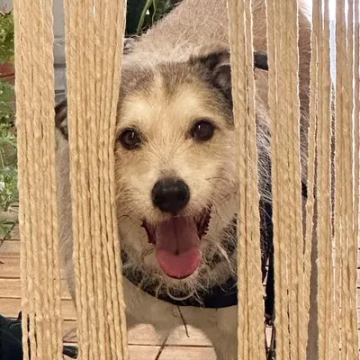 名犬波波 profile