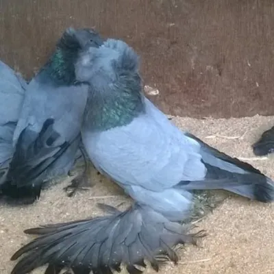 Pigeon Paradise profile