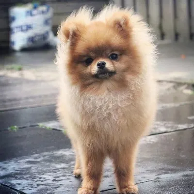 FannyDogLover profile