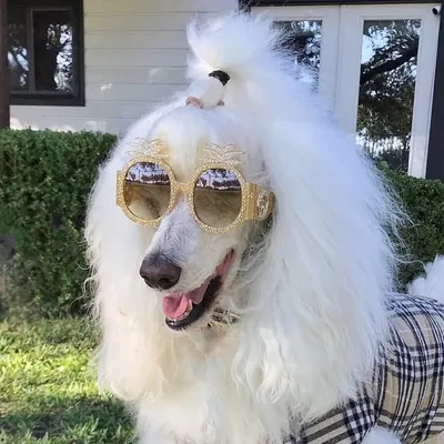 Gio The Poodle Official 🦋 profile