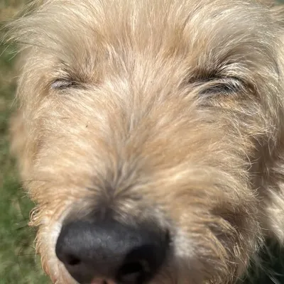 Fadkas Sdoy Dyho profile